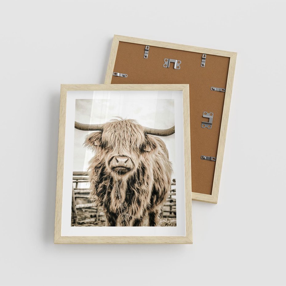 Plakat w ramie 40x50 - Klimat Wiejskiego Życia - amerykańska krowa, byk - rama drewno