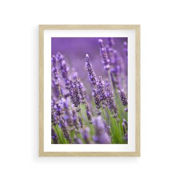 Plakat w ramie 40x50 - Urok lawendy - lawenda, kwiaty - rama drewno
