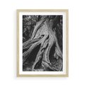 Plakat w ramie 50x70 - Siła Natury - czarno biała fotografia, korzenie wielkiego drzewa - rama drewno