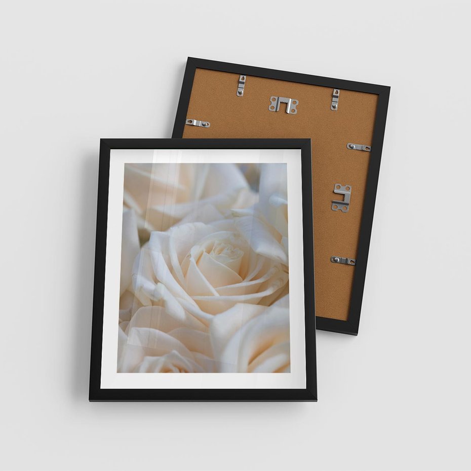 Plakat w ramie 40x50 - Białe róże piękności - białe, róże - rama czarna
