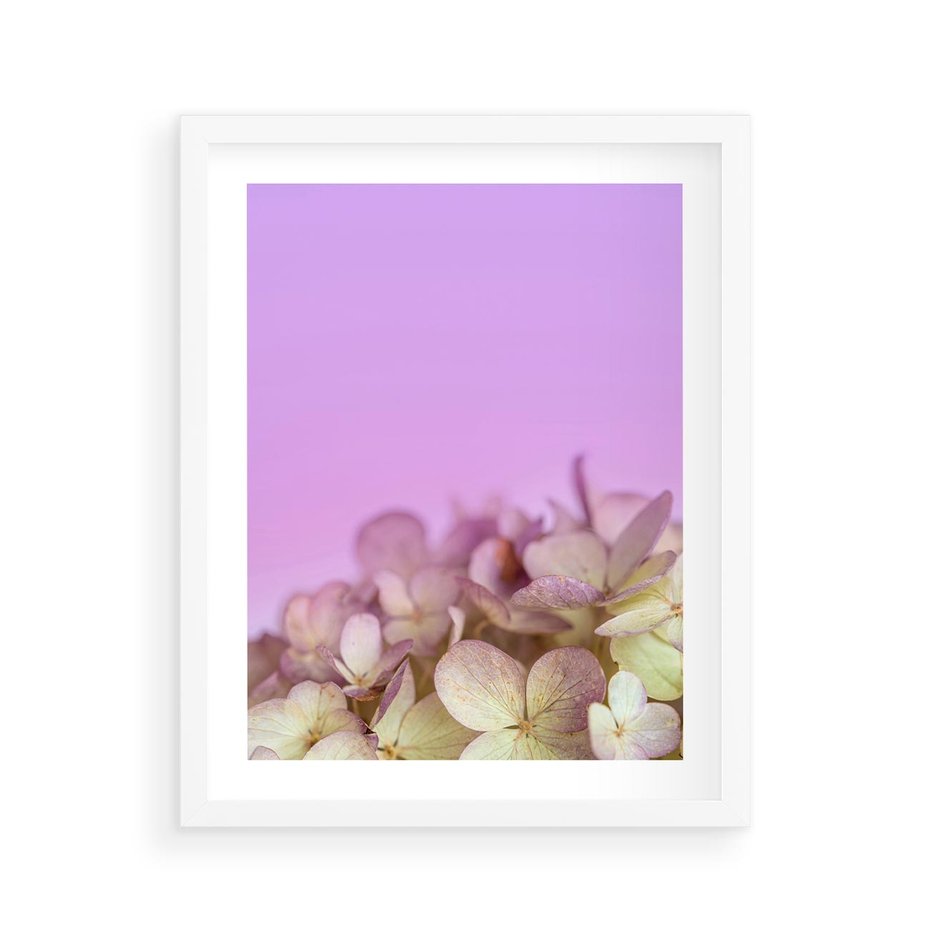 Plakat w ramie 40x50 - Kwiatowa Uroda - kwiaty, hortensje - rama biała