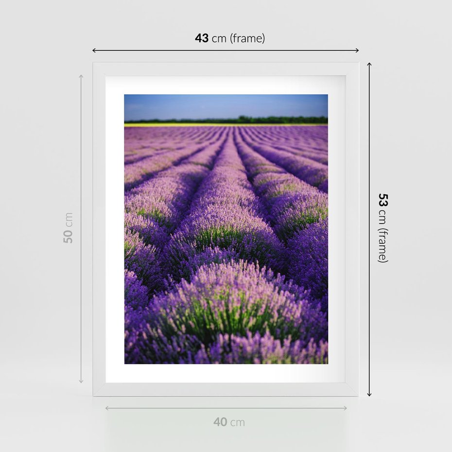 Plakat w ramie 40x50 - Malownicze Pole Lawendy - lawenda, pole - rama biała