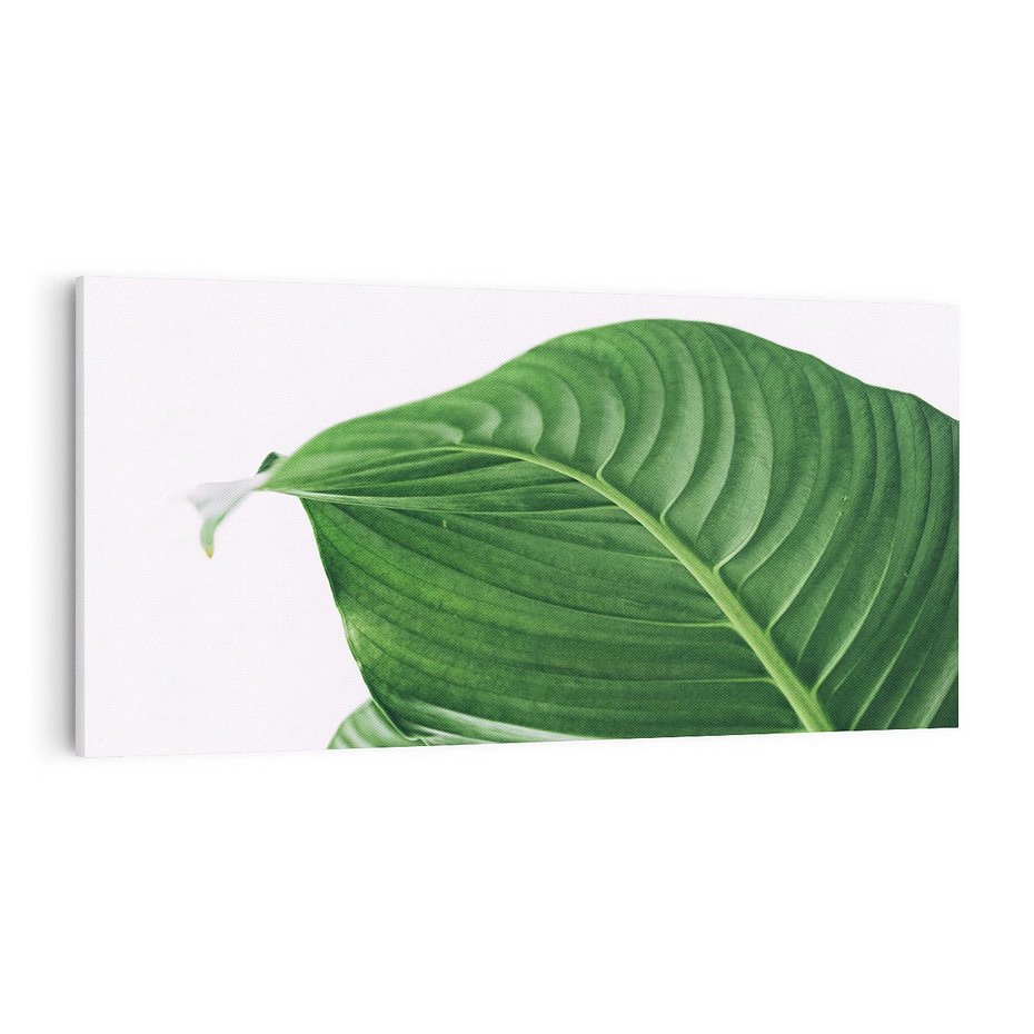 Obraz na płótnie 100x50 - Zielone liście monstery - liście, monstera