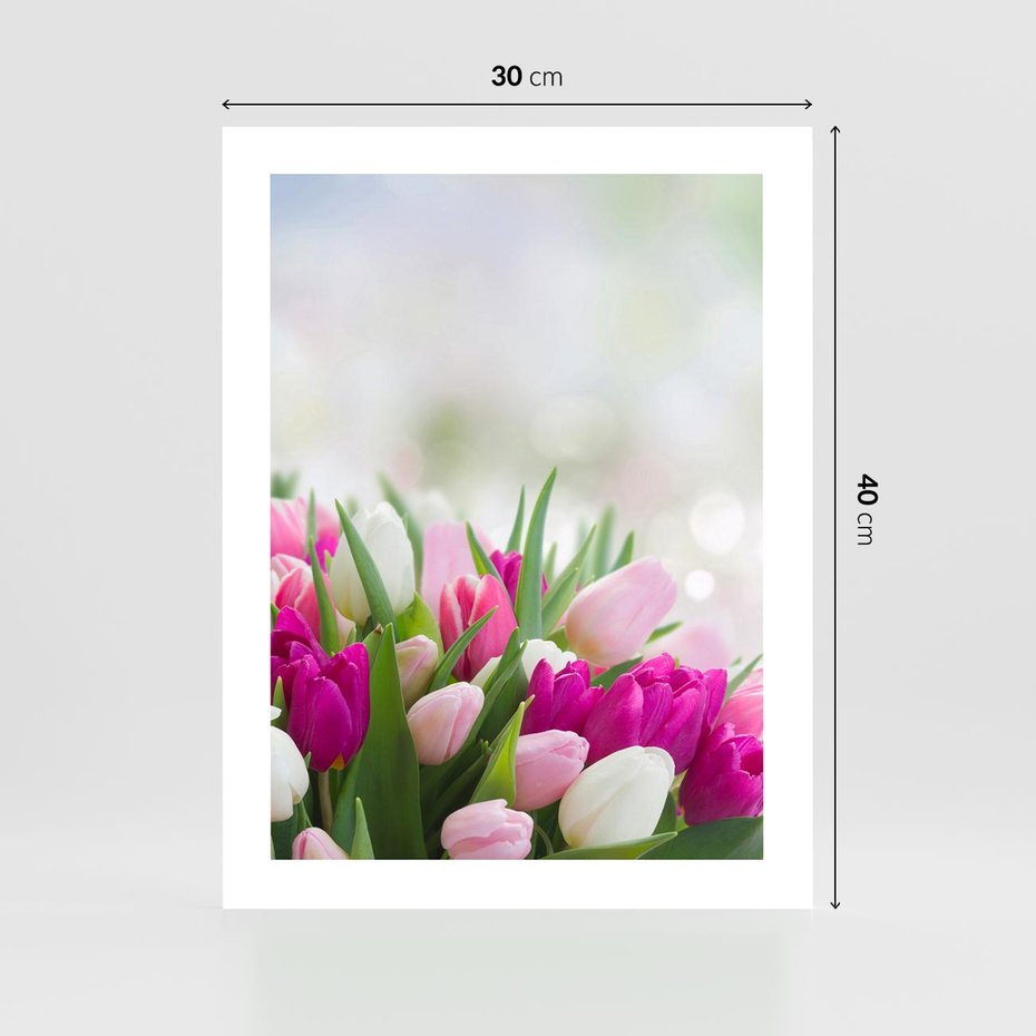 Plakat bez ramy 30x40 - Tulipany w pełnym rozkwicie - tulipany, kwiaty