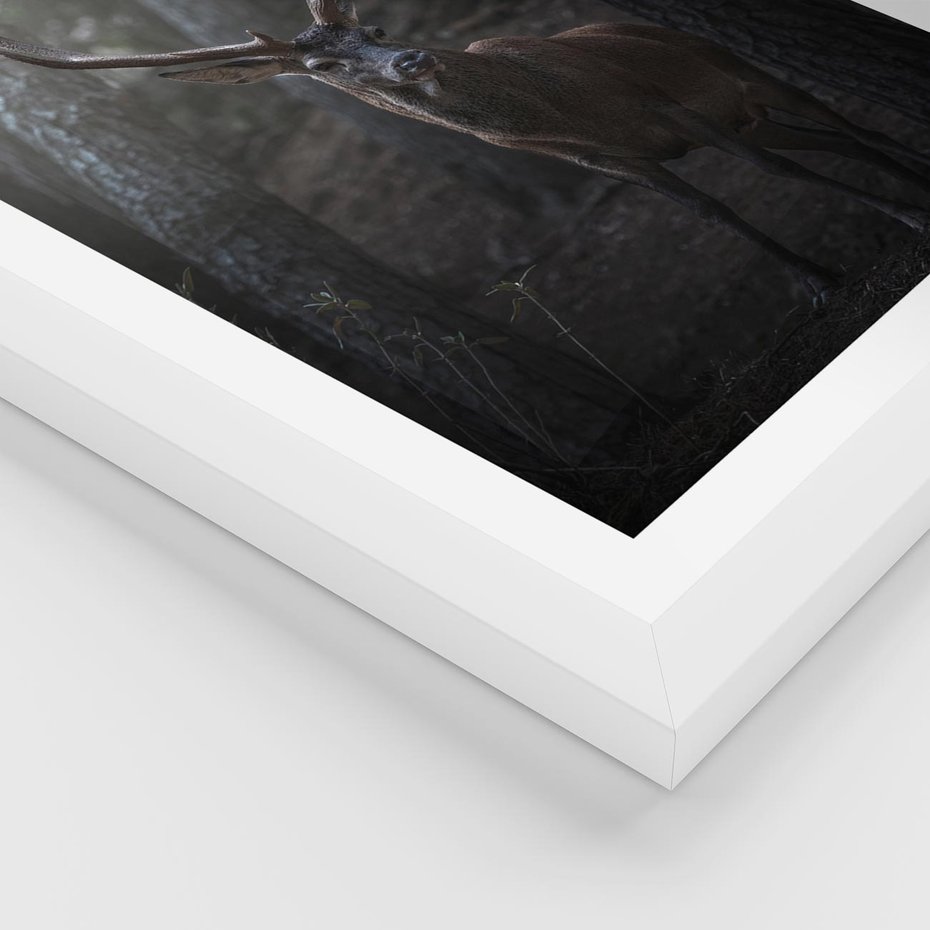 Plakat w ramie 30x40 - Jeleń wśród lasu - jeleń, las - rama biała