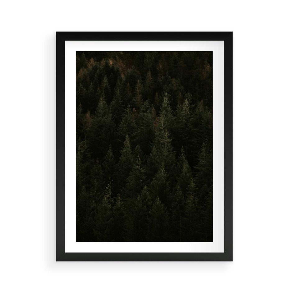 Plakat w ramie 50x70 - Ciemny las iglasty - las, iglasty - rama czarna