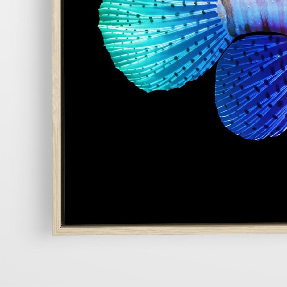 Obraz w ramie 120x80 - Tęczowa Piękność - kolorowa tęczowa ryba, mocny akcent na czarnym tle - rama drewno