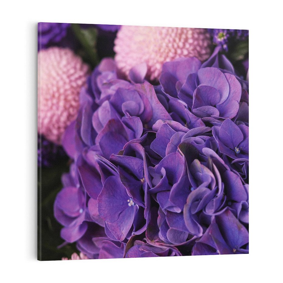 Obraz na płótnie 70x70 - Fioletowa hortensja - kwiaty, hortensja