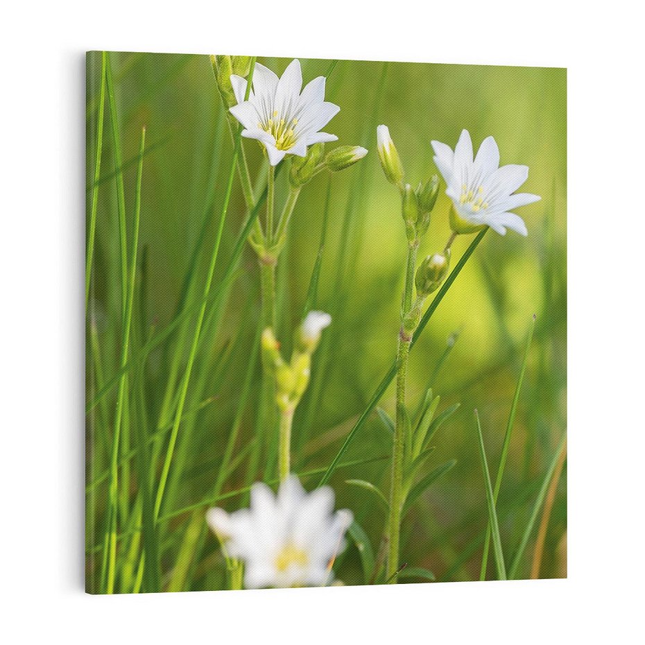 Obraz na płótnie 70x70 - Kolorowa łąka - stokrotki, łąka