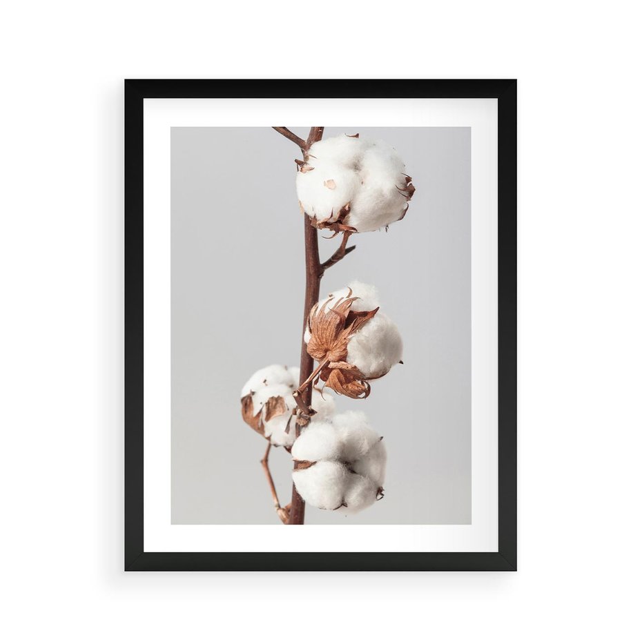 Plakat w ramie 40x50 - Spokojna Gałązka Bawełny - gałązka bawełny, prosta spokojna fotografia - rama czarna