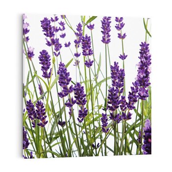 Obraz na płótnie 60x60 - Fioletowa harmonia lawendy - lawenda, fiolet