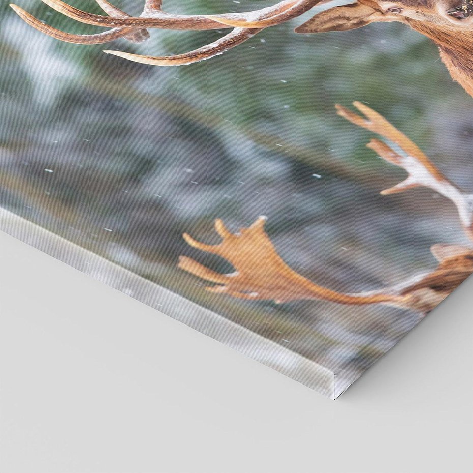 Obraz na płótnie 70x50 - Monarcha Zimowej Dziczy - jeleń, zima