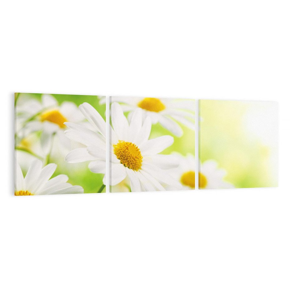 Obraz na płótnie 120x40 - Stokrotka: delikatność natury - stokrotka, kwiat