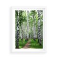 Plakat w ramie 50x70 - Magia lasu pełnego brzóz - las, brzozy - rama biała