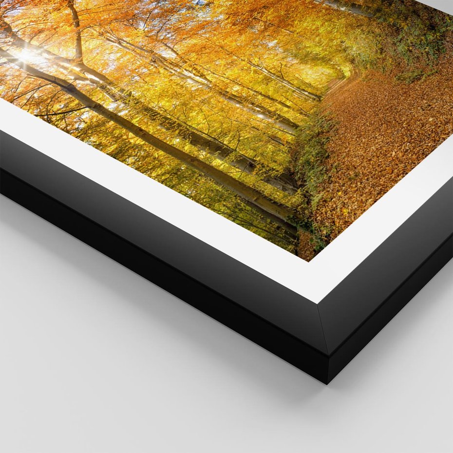 Plakat w ramie 40x50 - Złote barwy jesiennego lasu - las, jesień - rama czarna