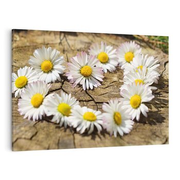 Obraz na płótnie 120x80 - Stokrotki w naturalnym otoczeniu - stokrotki, natura