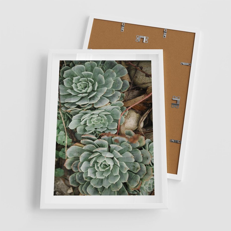 Plakat w ramie 50x70 - Zielona Uroda Sukulentów - sukulenty, zielone liście - rama biała