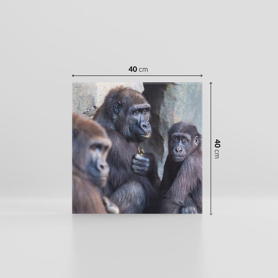 Obraz na płótnie 40x40 - Małpy w ich naturalnym środowisku - małpy, szympansy