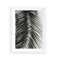 Plakat w ramie 50x70 - Liść Palmy: Egzotyczny Detal Natury - palma, liść palmy - rama biała