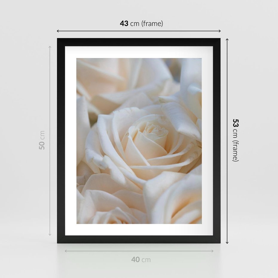 Plakat w ramie 40x50 - Białe róże piękności - białe, róże - rama czarna