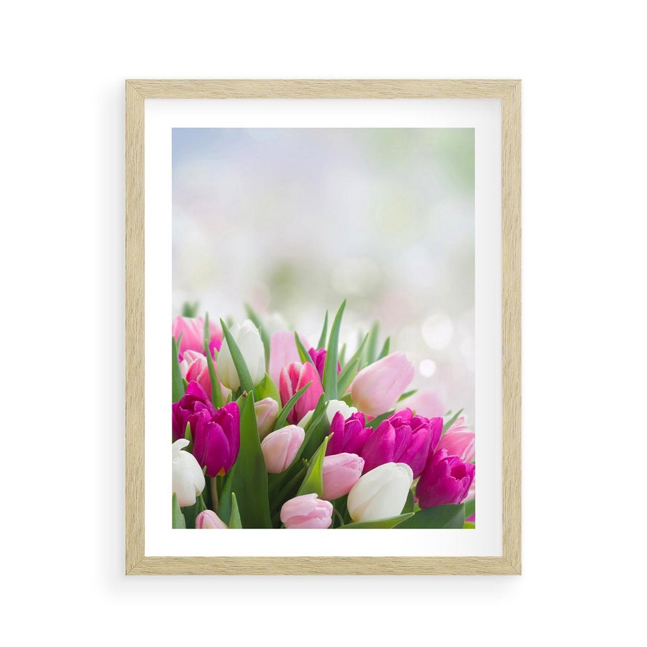 Plakat w ramie 40x50 - Tulipany w pełnym rozkwicie - tulipany, kwiaty - rama drewno