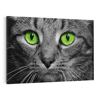 Obraz na płótnie 70x50 - Przestreń nautra  doznania - kot, kotek