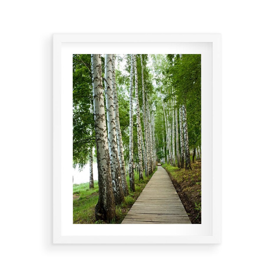 Plakat w ramie 40x50 - Spacer ścieżką przez brzozowy las - las, ścieżka - rama biała