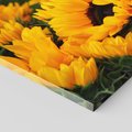 Obraz na płótnie 100x50 - promień słoneczny w kwiatowym świecie - słoneczniki, kwiat