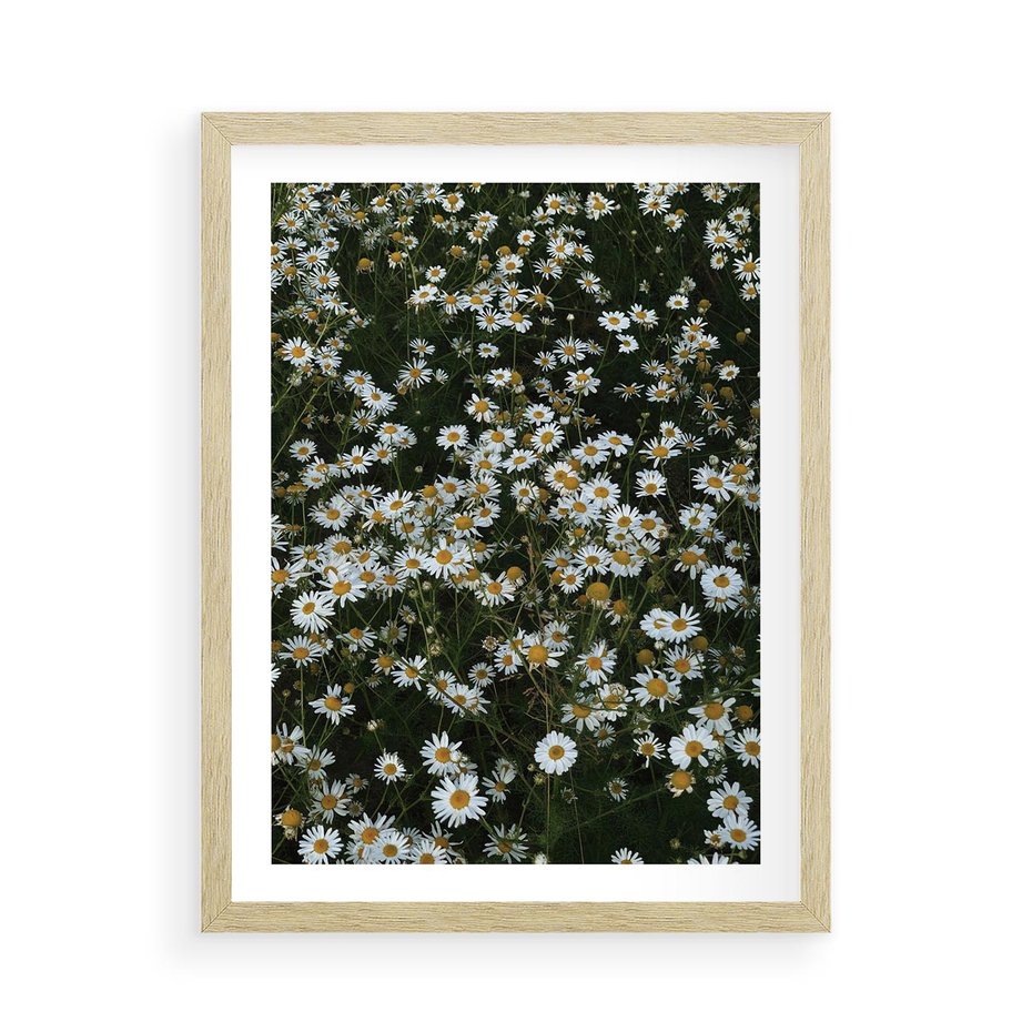 Plakat w ramie 50x70 - Stokrotkowa Idylla na Łące - łąka, stokrotki - rama drewno