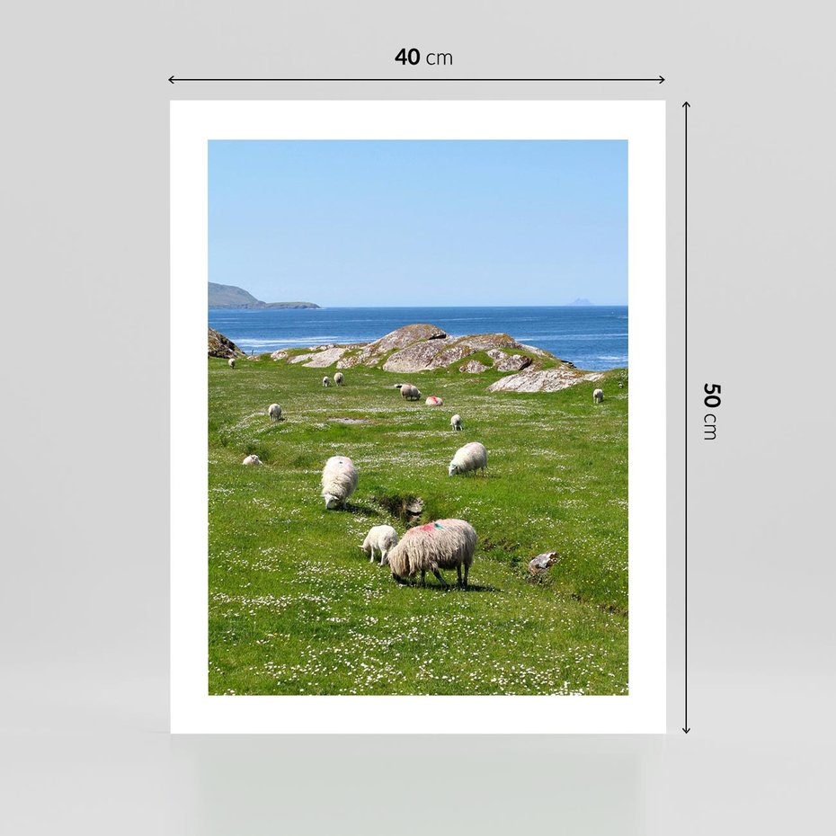 Plakat bez ramy 40x50 - Górskie Owce - góry, owce
