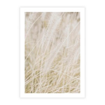 Plakat bez ramy 30x40 - Białe Trawy Pampas - suche trawy, białe trawy