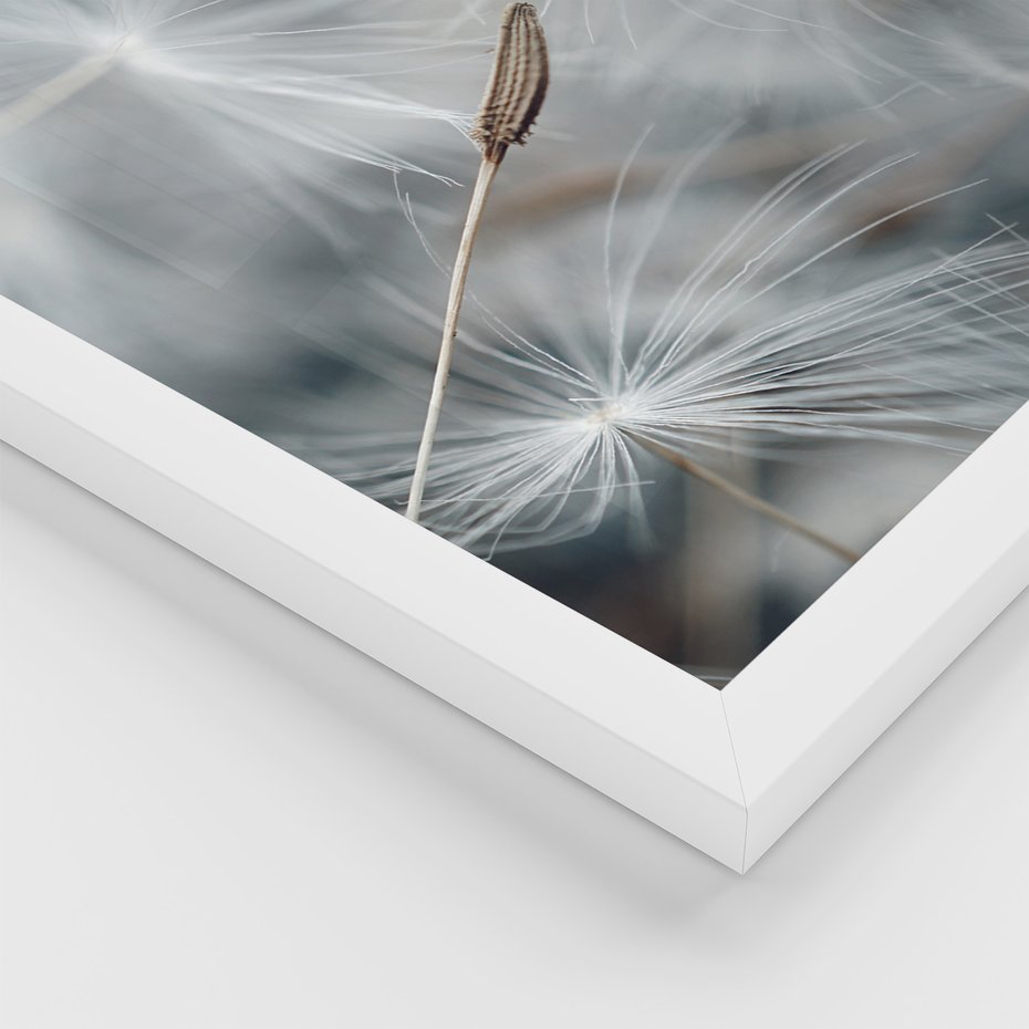 Zestaw obrazy w ramie 50x70 galeria - Dmuchawce, makro, natura, kwiaty - rama biała