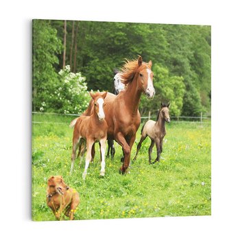 Obraz na płótnie 70x70 - Galopujące konie - konie, galop