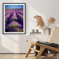 Plakat w ramie 30x40 - Malownicze Pole Lawendy - lawenda, pole - rama czarna
