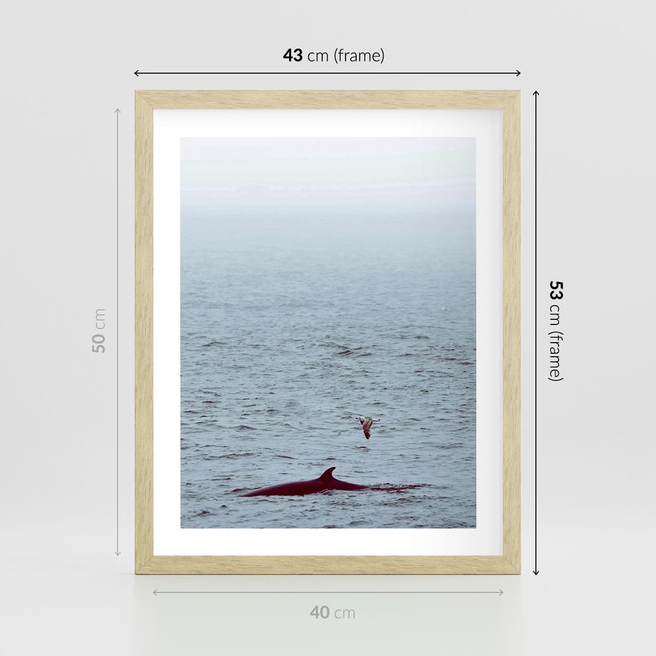 Plakat w ramie 40x50 - Spotkanie z Orką - morze, ocean - rama drewno