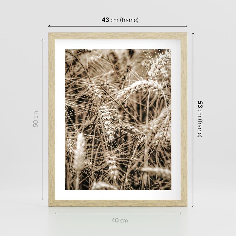 Plakat w ramie 40x50 - Zbliżenie na Kłosy Zboża - zboża, kłosy zboża - rama drewno