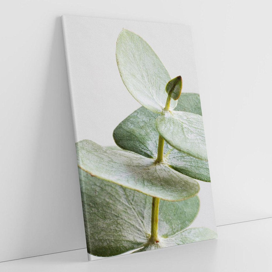 Obraz na płótnie 50x70 - Eukaliptusowa zieleń - eukaliptus, zielone