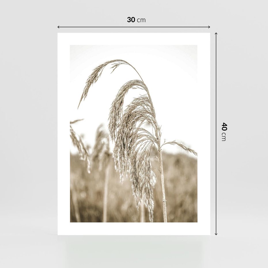 Plakat bez ramy 30x40 - Ujęcie Suchych Traw - suche trawy, zbliżenie