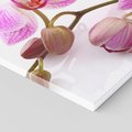Obraz na płótnie 80x80 - Elegancka orchidea w pełnym rozkwicie - orchidea, kwiat