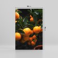 Obraz na płótnie 50x70 - Mandarynki Drzewko Urodzaju - mandarynki, drzewko