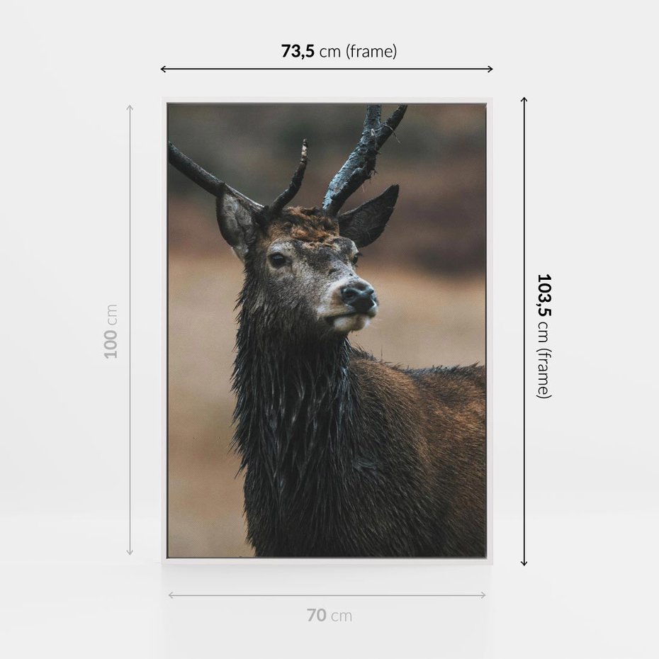 Obraz w ramie 70x100 - Spokojny jeleń - jeleń, las - rama biała