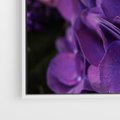 Obraz w ramie 120x80 - Fioletowa hortensja - kwiaty, hortensja - rama biała