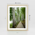 Plakat w ramie 40x50 - Spacer ścieżką przez brzozowy las - las, ścieżka - rama drewno