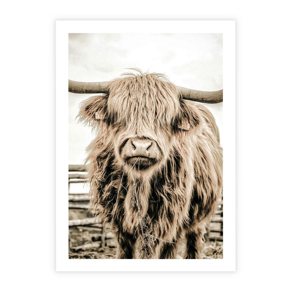 Plakat bez ramy 40x50 - Klimat Wiejskiego Życia - amerykańska krowa, byk