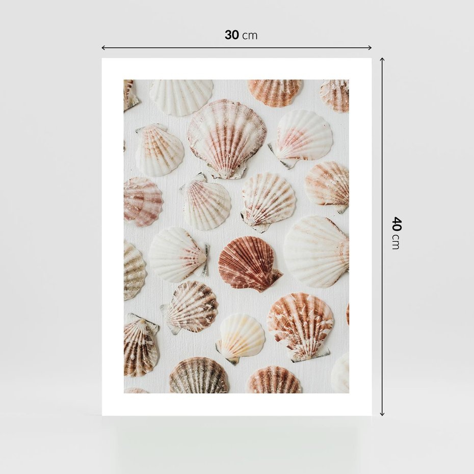 Plakat bez ramy 30x40 - Morska Delikatność: Muszelki na Białym Tle - kompozycja, morskie muszelki na białym tle