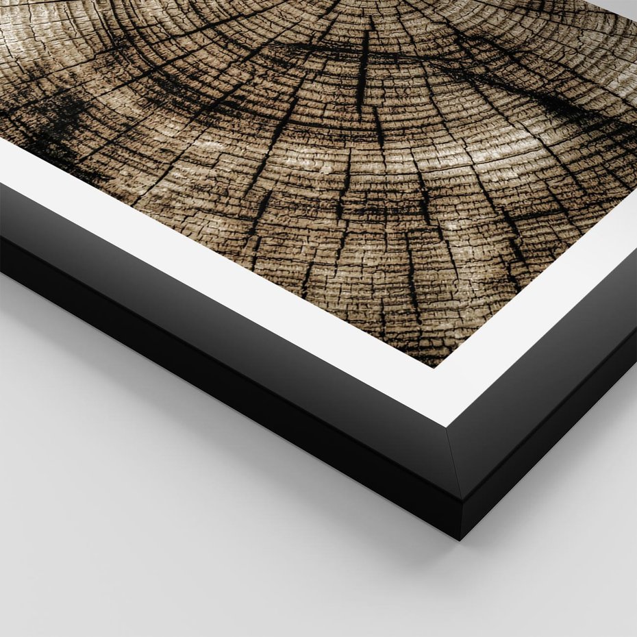 Plakat w ramie 50x70 - Natura Pod Lupą - pień drzewa, przekrój - rama czarna