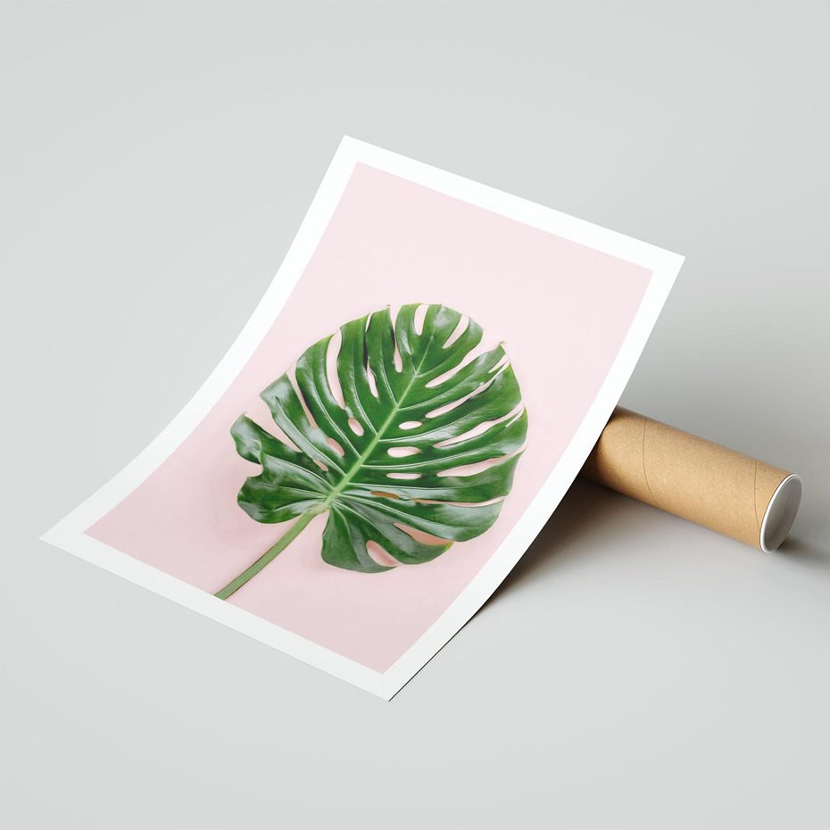 Plakat bez ramy 21x30 - Monstera w Różowym Świetle - liść monstery, różowe tło