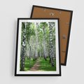 Plakat w ramie 50x70 - Magia lasu pełnego brzóz - las, brzozy - rama czarna