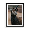 Plakat w ramie 50x70 - Spokojny jeleń - jeleń, las - rama czarna