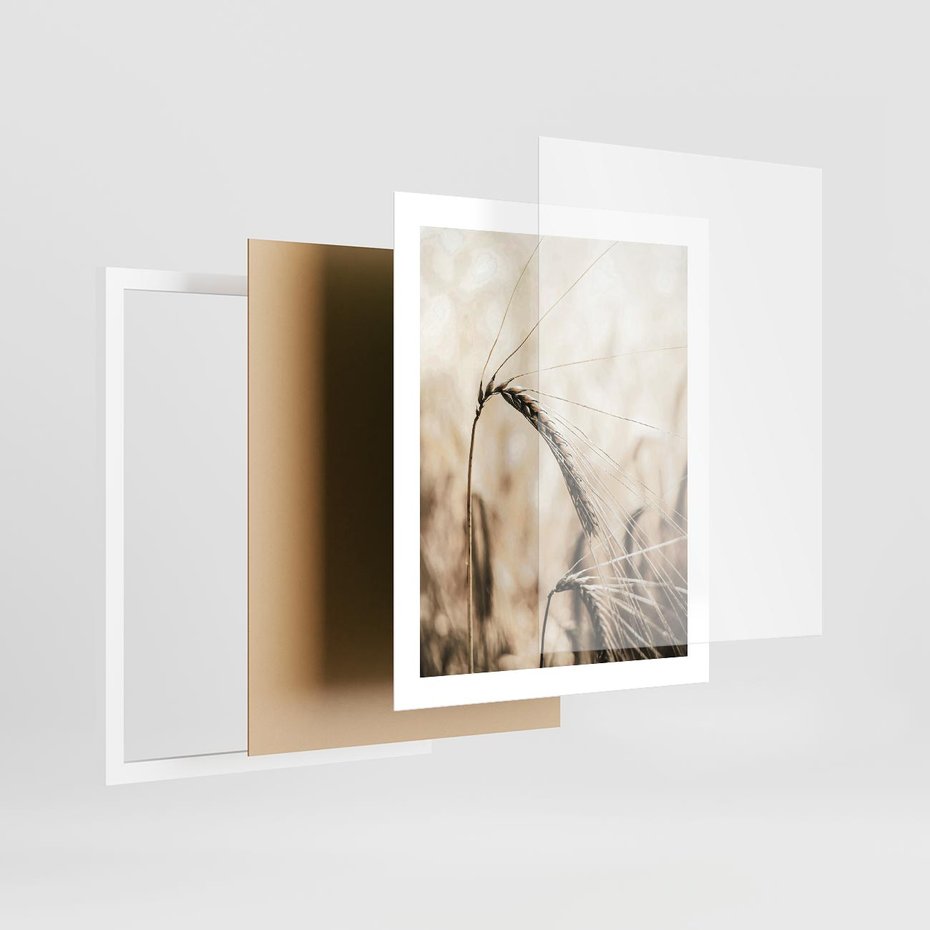 Plakat w ramie 40x50 - Źdźbło Pszenicy: Blisko Natury - źdźbło pszenicy, pszenica - rama biała